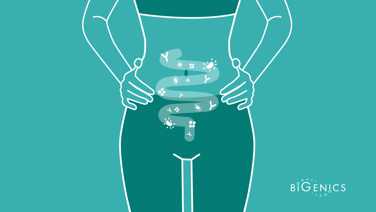 Bacterias benéficas en el intestino de una mujer